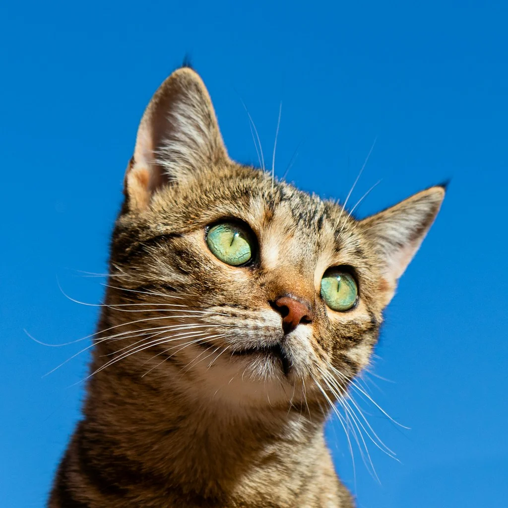 新手养猫必读:猫咪进家的第一周怎么过-相关配图